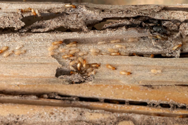 Best Emergency Pest Control  in Mianna, AR